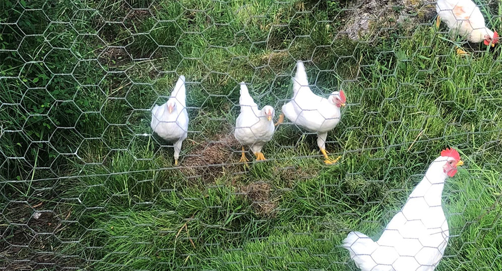 locally sourced chicken feed - chickens