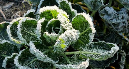 Winter Harvest